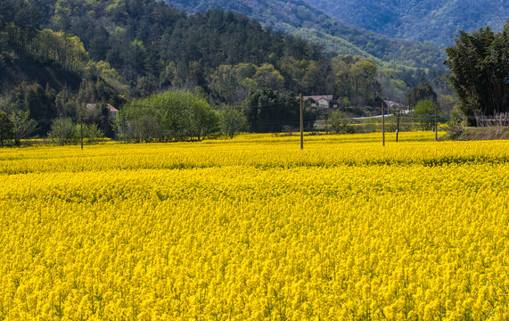 山区油菜花