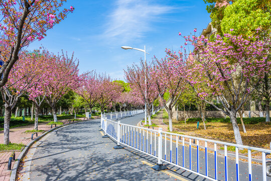 小区外的道路和园林绿化