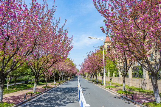 道路两边樱花开放