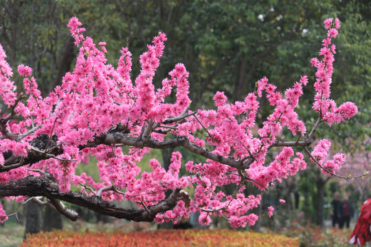 梅花盛开