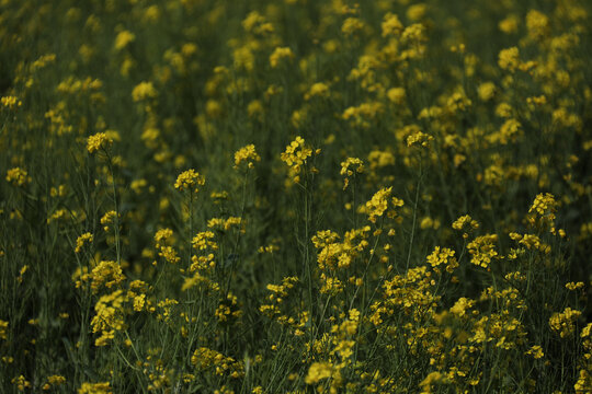 油菜花