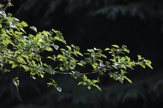 枝条初春嫩芽