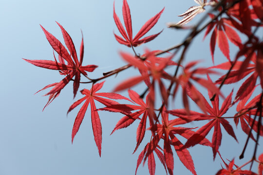 红枫新芽