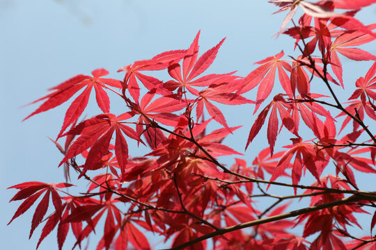 红枫新芽