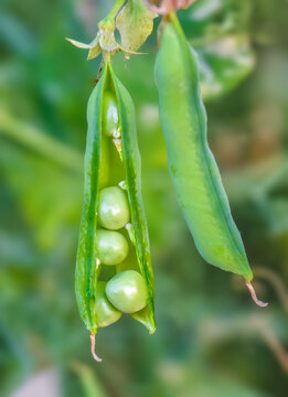 鲜豌豆