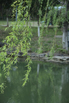 春天河边柳树