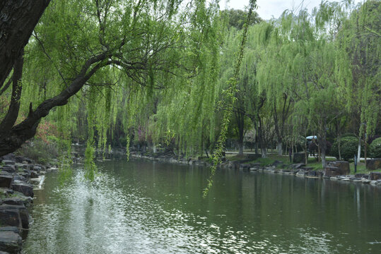 春天河边柳树
