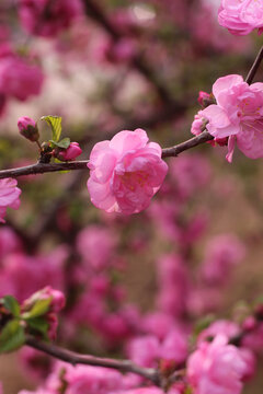 桃花