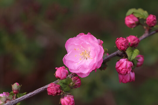 桃花