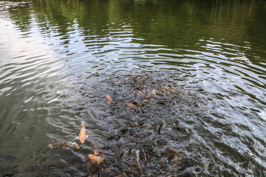 云南昆明丰泽园植物园满池锦鲤