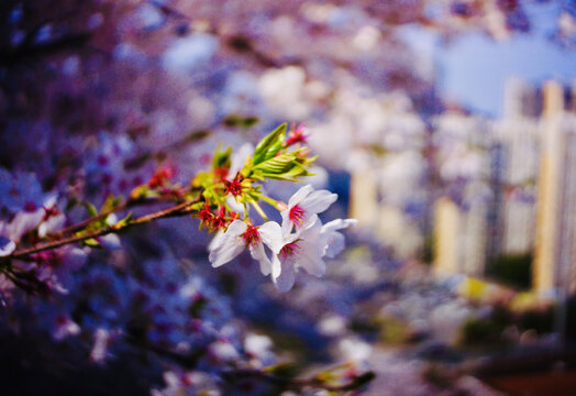 樱花特写