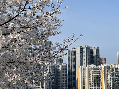 樱花与楼房