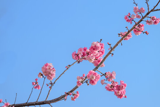 春城的樱花