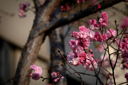 春城的樱花