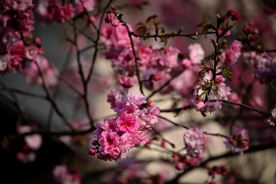 春城的樱花