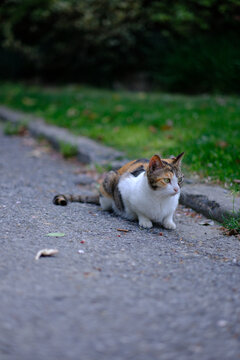 野生的猫咪