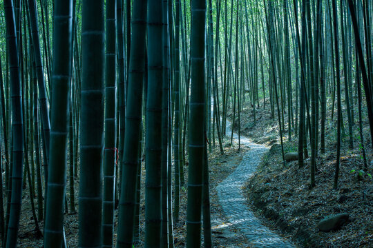 小路竹林