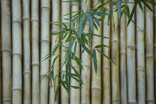 竹与背景