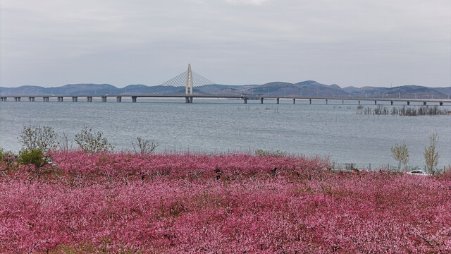 东江大桥和桃花