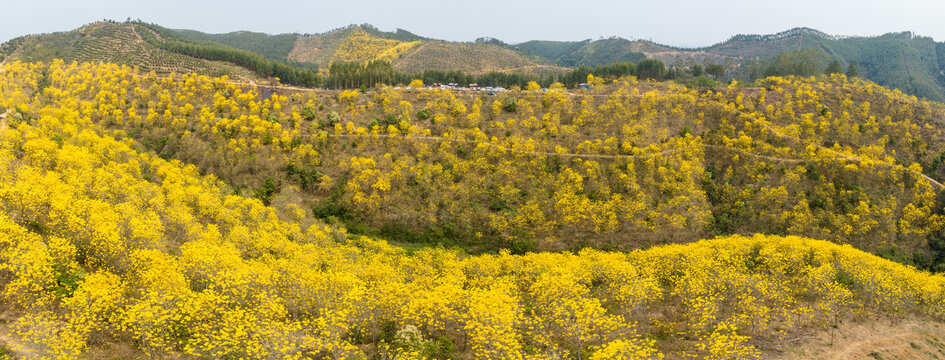 广西藤县乡村春季黄花风铃花盛开