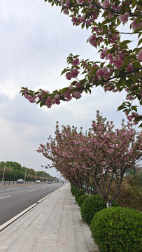 马路边上的绿植花朵树木