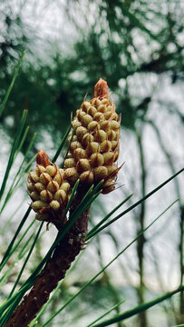 松果芽