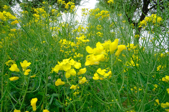 油菜花