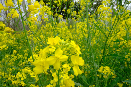 油菜花