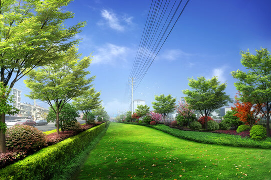 道路景观植物