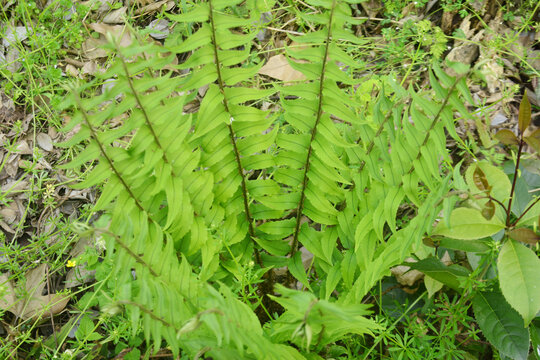 蕨类植物