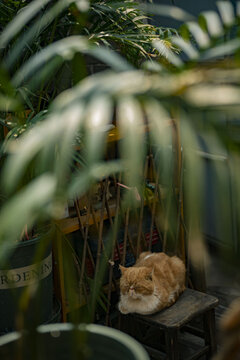 绿叶下睡觉的黄猫