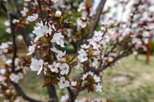 樱花