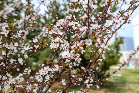 樱花