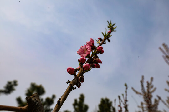 树枝花苞