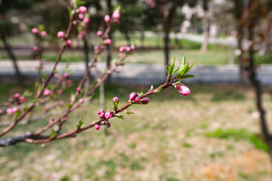 梅花花苞