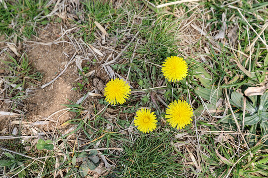 小黄花