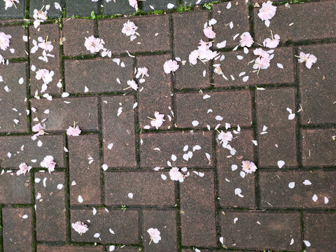地上的樱花