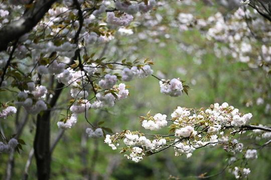 白色樱花林