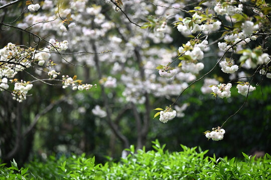 白色的樱花