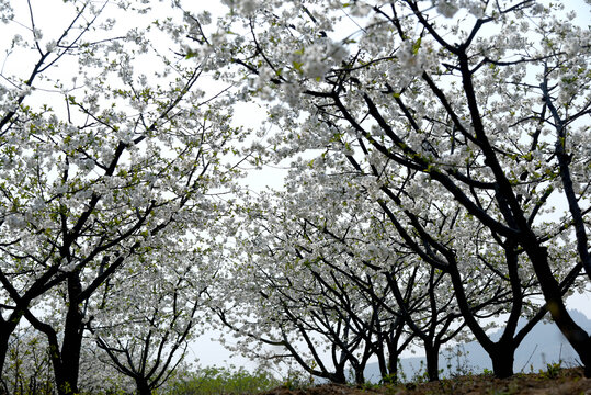 樱桃花