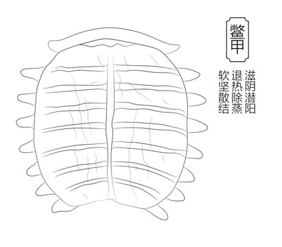 鳖甲线稿