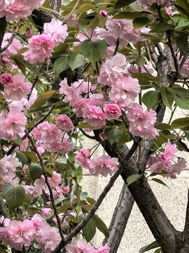 山樱花种植技术