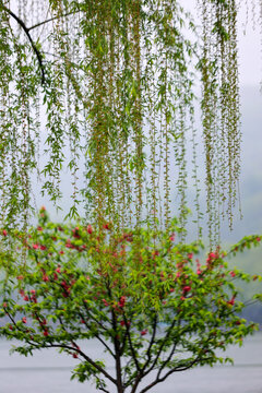 杭州西湖白堤桃花和柳树