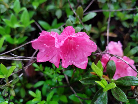 杜鹃花芯的雨珠