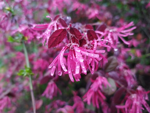 红花檵木上的雨滴