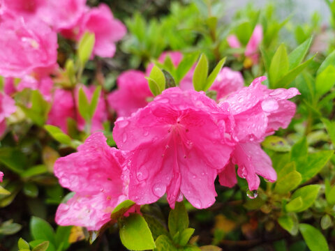 杜鹃花雨滴