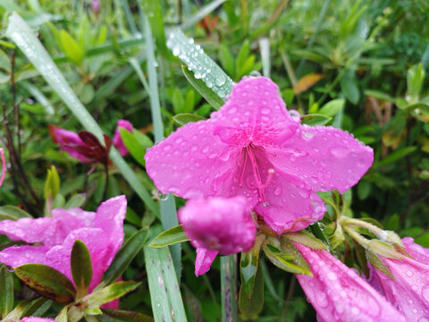 杜鹃花上的雨滴