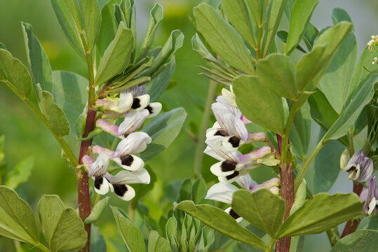 蚕豆花