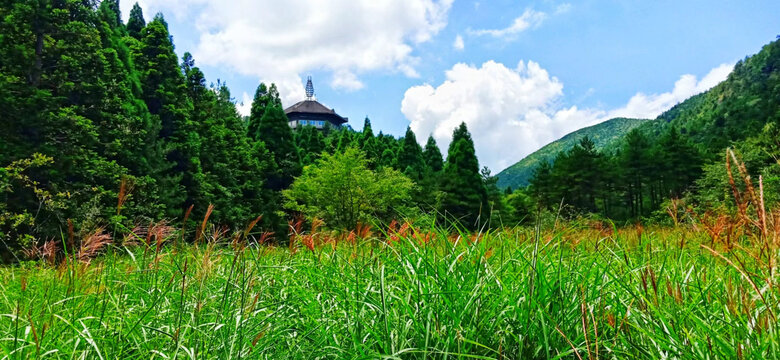 芳草如茵