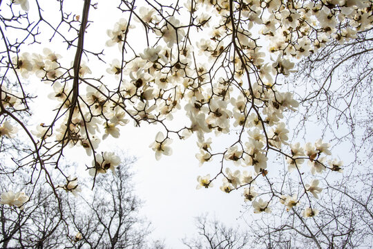 白玉兰花开